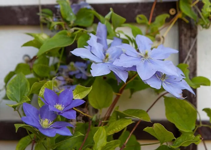 アパート Jeziorna 40 ハジコビ